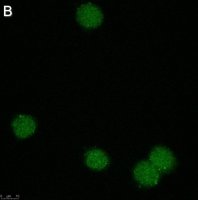 Anti-Zfp64 Antibody, clone 3B22 ZooMAb Rabbit Monoclonal 