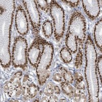 Anti-ZFPM1 antibody produced in rabbit 