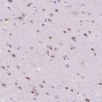 Anti-ZMAT4 antibody produced in rabbit 
