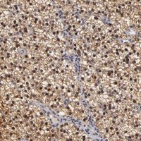 Anti-ZNF133 antibody produced in rabbit 