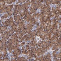 Anti-ZNF155 antibody produced in rabbit 
