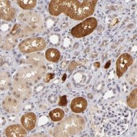 Anti-ZNF205 antibody produced in rabbit HPA001791-100UL