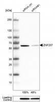 Anti-ZNF207 antibody produced in rabbit 