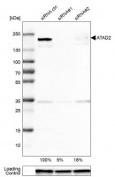 Monoclonal Anti-ATAD2 antibody produced in mouse 
