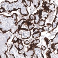 Monoclonal Anti-BCL2 antibody produced in mouse AMAB91492-100UL