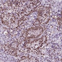 Monoclonal Anti-BRD4 antibody produced in mouse 
