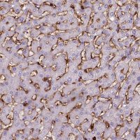 Monoclonal Anti-CD14 antibody produced in mouse 