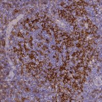 Monoclonal Anti-CD40 antibody produced in mouse 