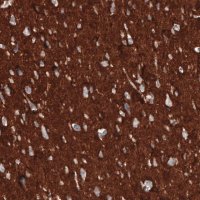 Monoclonal Anti-CD47 antibody produced in mouse 