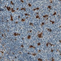 Monoclonal Anti-CD68 antibody produced in mouse 
