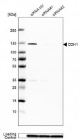 Monoclonal Anti-CDH1 antibody produced in mouse 