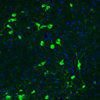 Monoclonal Anti-CHAT antibody produced in mouse 