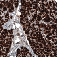Monoclonal Anti-CPA1 antibody produced in mouse 