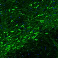 Monoclonal Anti-DDC antibody produced in mouse 