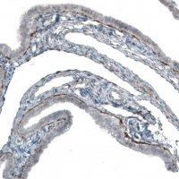 Monoclonal Anti-FGF18 antibody produced in mouse AMAB91480-100UL