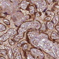 Monoclonal Anti-FLT1 antibody produced in mouse 