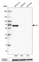 Monoclonal Anti-FUS antibody produced in mouse 