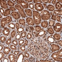 Monoclonal Anti-GAPDH antibody produced in mouse 