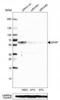 Monoclonal Anti-GFAP antibody produced in mouse 