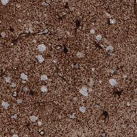 Monoclonal Anti-GLUL antibody produced in mouse 