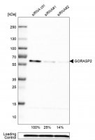 Monoclonal Anti-GORASP2 antibody produced in mouse 