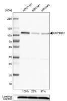 Monoclonal Anti-HSP90B1 antibody produced in mouse 
