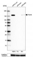 Monoclonal Anti-ITGA5 antibody produced in mouse 