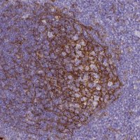 Monoclonal Anti-ITGAM antibody produced in mouse 