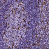 Monoclonal Anti-ITGAX antibody produced in mouse 