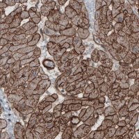 Monoclonal Anti-LAMB2 antibody produced in mouse 