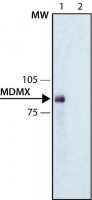 Monoclonal Anti-MDMX antibody produced in mouse 