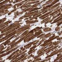 Monoclonal Anti-MYH6 antibody produced in mouse 
