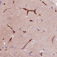Monoclonal Anti-NES antibody produced in mouse 