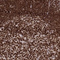 Monoclonal Anti-PARP1 antibody produced in mouse 