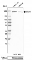 Monoclonal Anti-PBRM1 antibody produced in mouse 