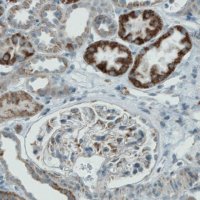 Monoclonal Anti-PGAM5 antibody produced in mouse 