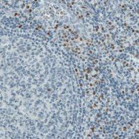 Monoclonal Anti-RUNX2 antibody produced in mouse 