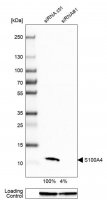 Monoclonal Anti-S100A4 antibody produced in mouse 