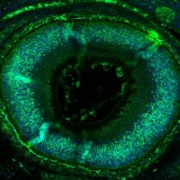 Monoclonal Anti-SOX9 antibody produced in mouse 