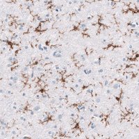 Monoclonal Anti-TMEM119 antibody produced in mouse 