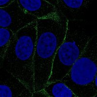 Monoclonal Anti-VANGL1 antibody produced in mouse 
