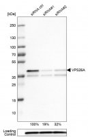 Monoclonal Anti-VPS26A antibody produced in mouse 