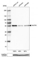 Monoclonal Anti-WWTR1 antibody produced in mouse 