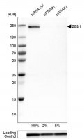 Monoclonal Anti-ZEB1 antibody produced in mouse 