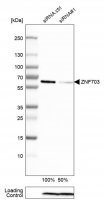 Monoclonal Anti-ZNF703 antibody produced in mouse 