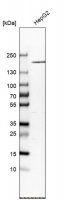 Anti-A2M antibody produced in rabbit 