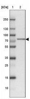 Anti-ABCF2 antibody produced in rabbit 