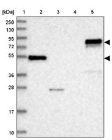 Anti-ABLIM1 antibody produced in rabbit 