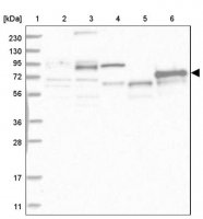 Anti-ABLIM2 antibody produced in rabbit 