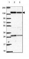 Anti-ACAD10 antibody produced in rabbit 